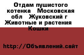 Отдам пушистого котенка - Московская обл., Жуковский г. Животные и растения » Кошки   